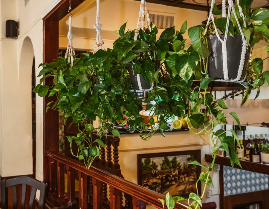 Plantas colgantes en la sala de Macaméu II